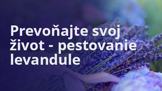 Prevoňajte svoj život - pestovanie levandule