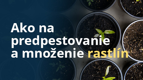 Ako na predpestovanie a množenie rastlín