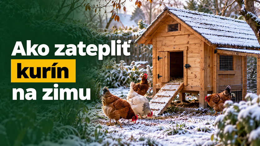 Ako zatepliť kurník na zimu