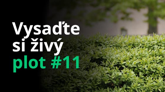Vysaďte si živý plot #11