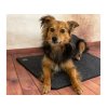 3511655 1 vyhrevna podlozka pro psy thermodog 3523000 topny koberec 40x60cm